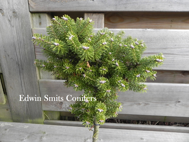 Abies koreana 'Alvahs Falling Star'